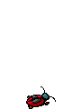 animatedladybug.gif